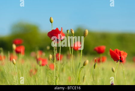 Rote Mohnblumen auf Grünes Weizenfeld unter blauem Himmel. Nahaufnahme. Stockfoto
