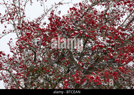 Rote Beeren auf Busch im Schnee Stockfoto