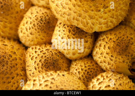 Pholiota Squarrosa, zottigen Scalycap Stockfoto