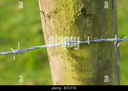 Verzinkter Stacheldraht in Feldgrenze Fechten von Landwirten und Grundbesitzern verwendet. Stockfoto