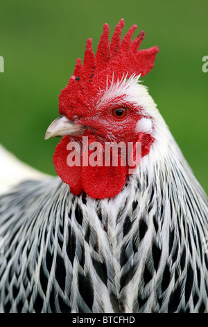 Ein Bild von einem Hahn. Stockfoto