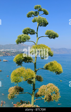 Agave Americana (amerikanische Aloe) am Balcon de Europa in Nerja an der Costa del Sol in der Provinz Malaga, Spanien Stockfoto