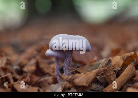 Amethyst Betrüger Pilz (Lacktrichterling Amethystea), ein Speisepilz, der vor allem in Buche Blattsänfte wächst. Stockfoto