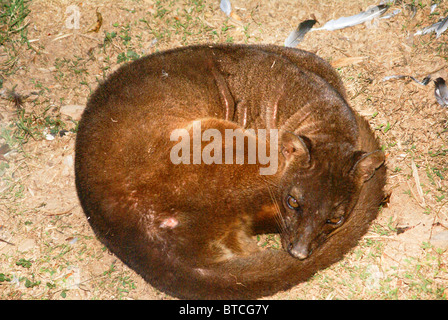 Madagaskar, Captive Fossa (Cryptoprocta Ferox) Stockfoto