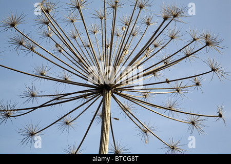 Leiter der Riesenbärenklau (Heracleum Mantegazzianum) ausgetrocknet Stockfoto