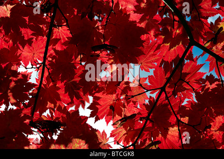 Acer Japonica Vitofolium oder Vollmond Ahorn im Herbst. Stockfoto