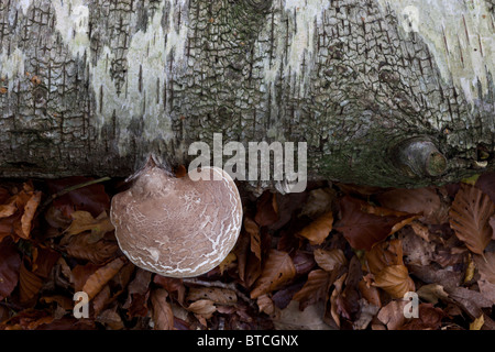 Birken Sie-Halterung Pilz (Piptoporus Betulinus) auf Birke Stockfoto