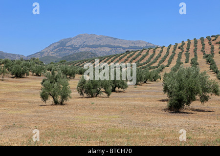 Oliven-Hainen in Andalusien, Spanien Stockfoto