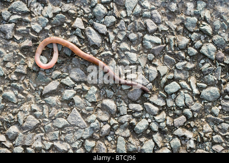 Regenwurm (Lumbricus sp.)  Auf wechselnden Fahrbahnbelägen nach Regenfällen. Stockfoto