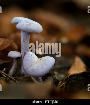 Amethyst Betrüger Pilz (Lacktrichterling Amethystea), ein Speisepilz, der vor allem in Buche Blattsänfte wächst. Stockfoto