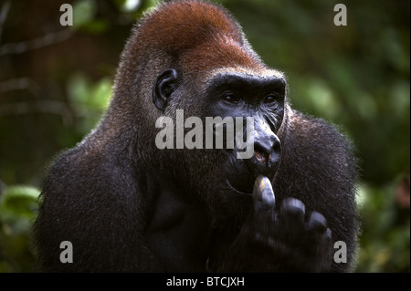 Das Männchen eines Gorillas greift in die Nase. Einen natürlichen Lebensraum Stockfoto