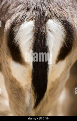 Damhirsch (Dama Dama). Rump, hinten oder Endstückende der Weibchen. Unverwechselbares Muster für die Identifizierung der Arten. Stockfoto