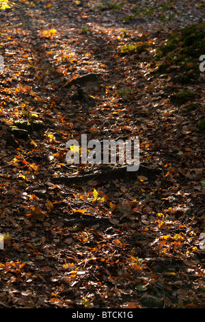 Herbstlaub im Sonnenlicht Stockfoto