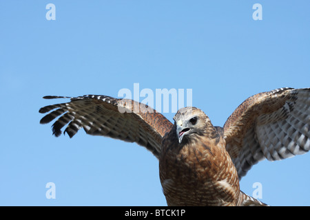 Roten geschultert Hawk Buteo lineatus Stockfoto