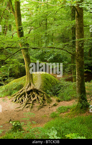 Deep forest in Brittany, France Stockfoto