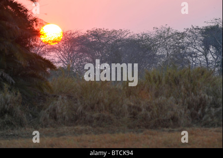 Morgendämmerung im Dschungel. Rosa Licht der eine früh am Morgen. Dschungel von Sambia. Afrika. Stockfoto