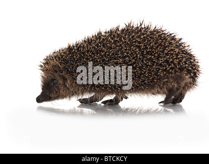 wilde Hodgehog auf weißem Hintergrund Stockfoto