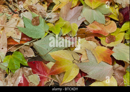 Farbige Abschied von wilder Wein bedeckt mit Regen fällt auf dem Boden liegend, München Stockfoto