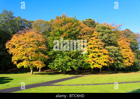 Herbstliche Bäume Thompson Park, Burnley, Lancashire, England, UK. Stockfoto