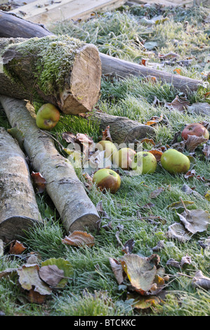 Windfall Äpfel auf einer Wiese an einem frostigen Morgen im Herbst Stockfoto