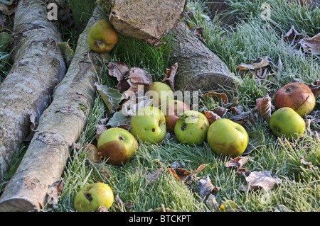 Windfall Äpfel in einem englischen Garten an einem frostigen Morgen im Herbst. Stockfoto