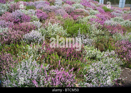 Heather Beet EDENPROJEKT Vereinigtes Königreich Stockfoto