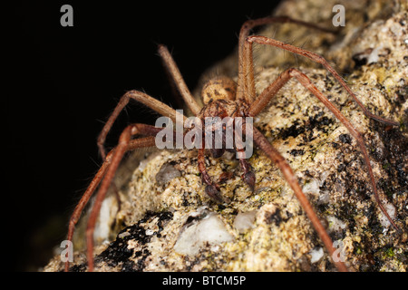 Haus Spinne (Tegenaria Domestica) in Cornwall. Jack Mond Fotografie Stockfoto