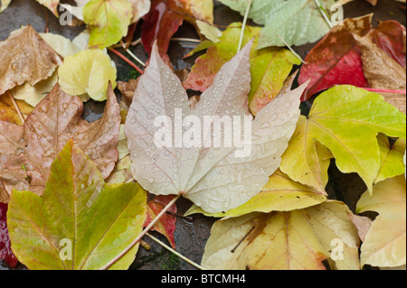 Farbige Abschied von wilder Wein bedeckt mit Regen fällt auf dem Boden liegend, München Stockfoto