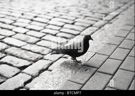 schwarz / weiß Bild auf eine Klaue in gepflasterte Straße eine einsame Taube steht Stockfoto