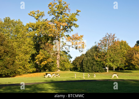 Bänke und Bäume Stockfoto