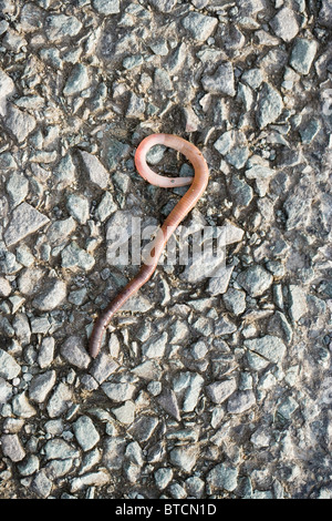 Regenwurm (Lumbricus sp.) Gestrandet auf der Fahrbahn nach starken Regenfällen. Stockfoto