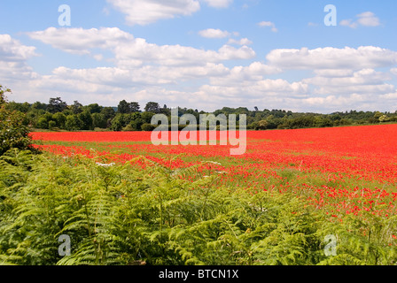 Ein Teppich aus Mohnblumen auf ein Naturschutzgebiet im englischen Worcestershire Stockfoto