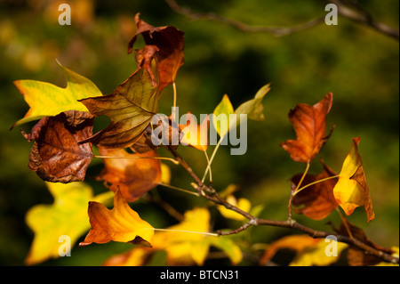 Liriodendron Tulipifera Tulpenbaum, im Herbst bei Westonbirt Arboretum, Vereinigtes Königreich Stockfoto