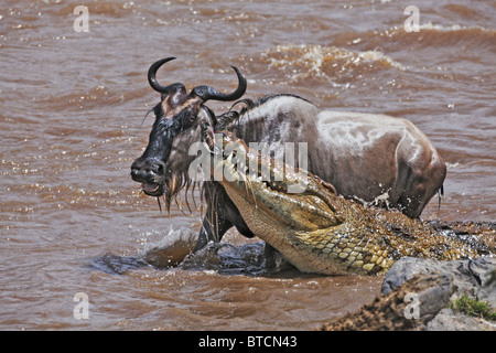 Krokodil (Crocodylus Niloticus) fangen Gnus (Connochaetes Taurinus) in der Masai Mara National Reserve. Kenia Stockfoto