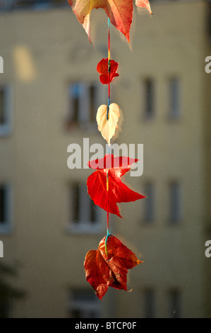 Roten und gelben Blätter an einem Faden hängen an einer Fensterscheibe als Herbst / Herbst Dekoration, München, Deutschland Stockfoto