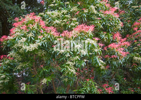 Pieris 'Forest Flame' Trelissick Garden Vereinigtes Königreich Stockfoto