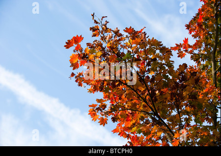 Acer Pseudosieboldianum Ssp Takesimense, Koreanisch Ahorn im Herbst bei Westonbirt Arboretum, Vereinigtes Königreich Stockfoto