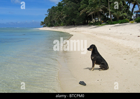 Gestrandete Hund auf einsamen Strand in Cook-Inseln. Stockfoto