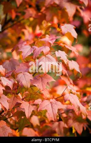 Liquidambar Acalycina, Changs Amber, im Herbst bei Westonbirt Arboretum, Vereinigtes Königreich Stockfoto