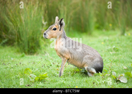 Patagonische Hasen oder Mara (Dolichotis Patagonum). Stockfoto