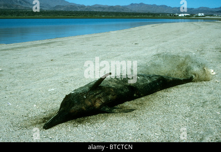 Ein Gemeiner Delfin (Delphinus Delphis) verstrickt in ein Fischernetz an einem Strand in der Nähe von Bahia de Los Angeles in Baja California, Mexiko Stockfoto