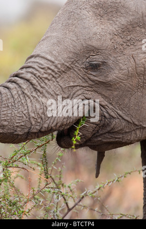 Afrikanischer Elefant (Loxodonta africana) beim Essen. Mashatu Game Reserve Botswana Afrika Stockfoto