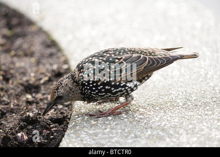 Star (Sturnus Vulgaris). Feedng. In der späteren Phase des Übergangs Gefieder Mauser von Jugendlichen bis zum Erwachsenen. Oktober. Stockfoto