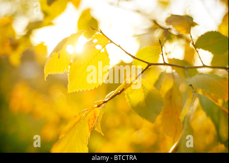 Herbstlaub in den Sonnenschein Tag Stockfoto