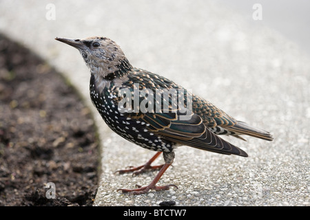 Star (Sturnus Vulgaris). In der späteren Phase des Übergangs Gefieder Mauser von Jugendlichen bis zum Erwachsenen. Oktober. Stockfoto