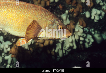 Ballan Wrasse. Großbritanniens größter Lippfisch. Kommt ein viele Farbvariationen. Unter Wasser fotografiert vor St. Abbs Schottlands Stockfoto