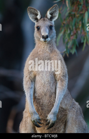 männliche östliche graue Känguru (Macropus Giganteus) Stockfoto