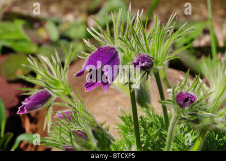 Kuechenschelle - Kuhschelle 07 Stockfoto