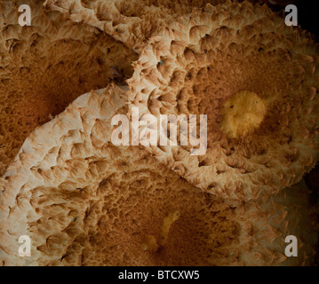 Pholiota Squarrosa, zottigen Scalycap Stockfoto