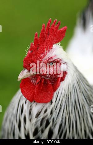 Ein Bild von einem Hahn. Stockfoto